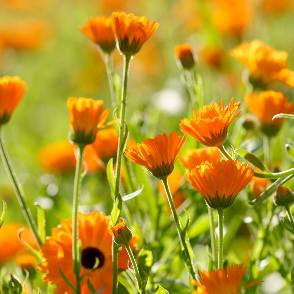 Weleda Pasta Dentrificia alla Calendula