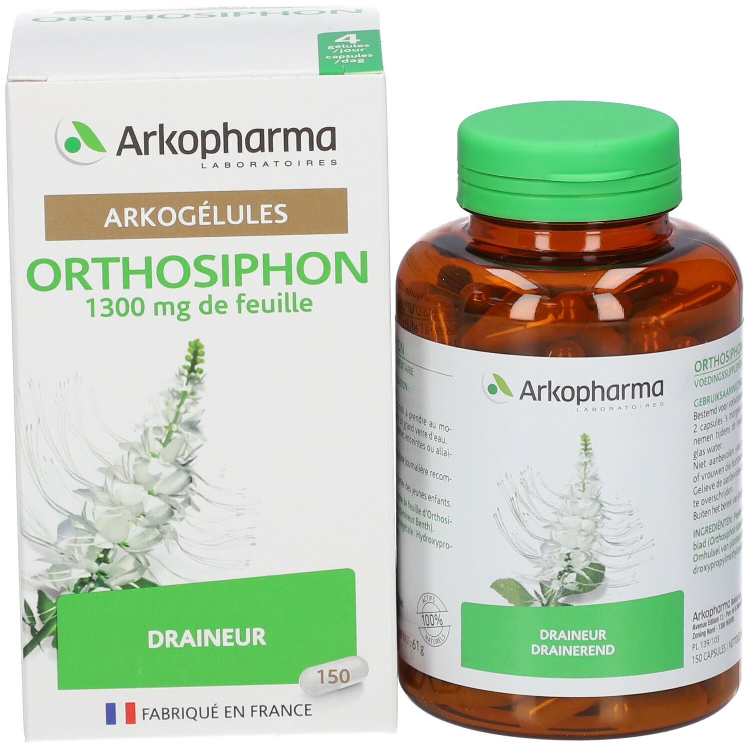 Arkogelules Orthosiphon Vegetale