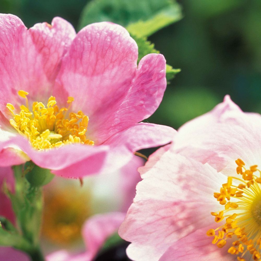WELEDA Rosa Crema Notte Levigante