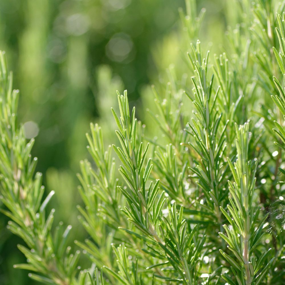 WELEDA Olio Nutriente per Capelli