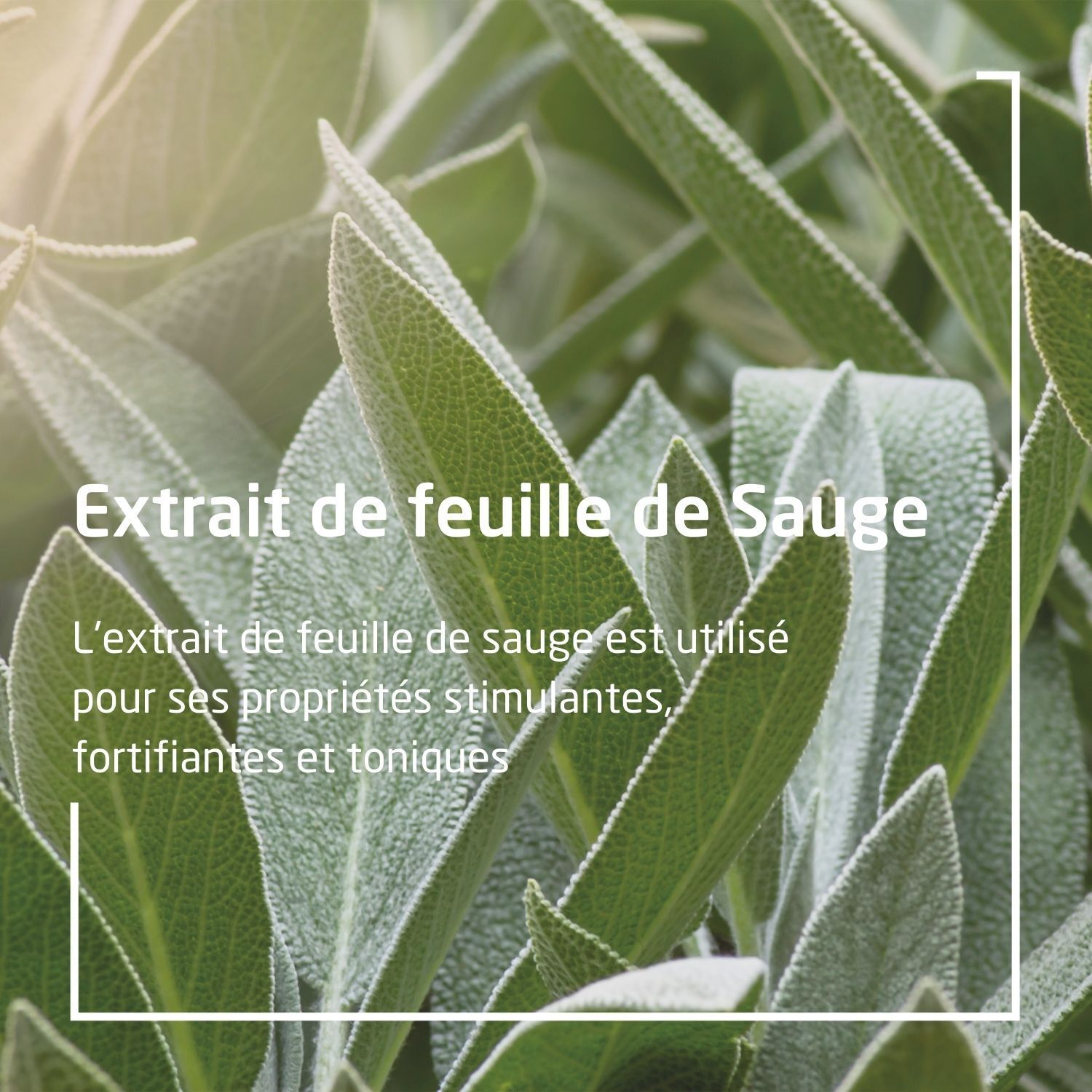 Primo piano di foglie di salvia. Testo: Estratto di foglie di salvia. Testo sulle proprietà.