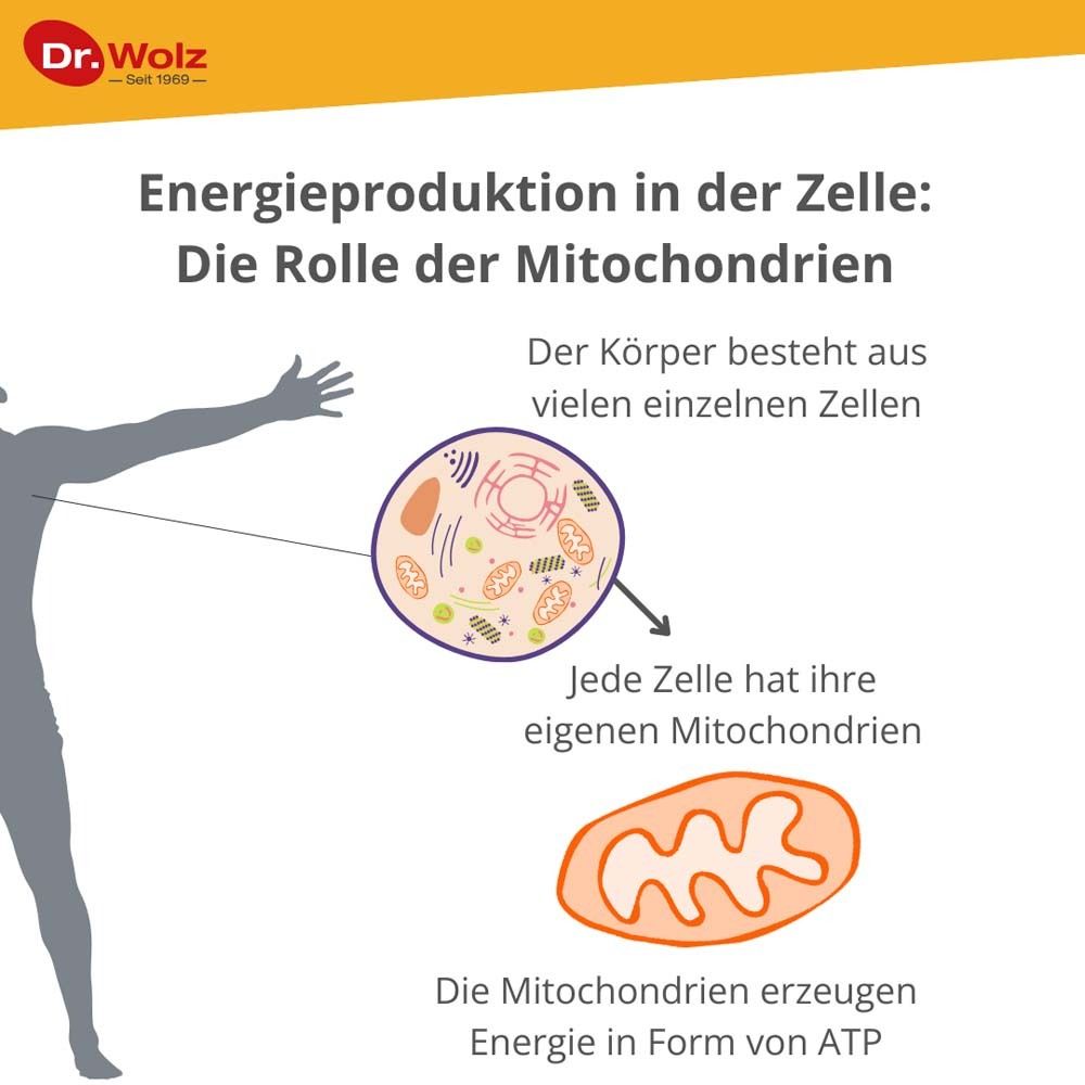 Grafico: Produzione di energia nella cellula. I mitocondri producono ATP.