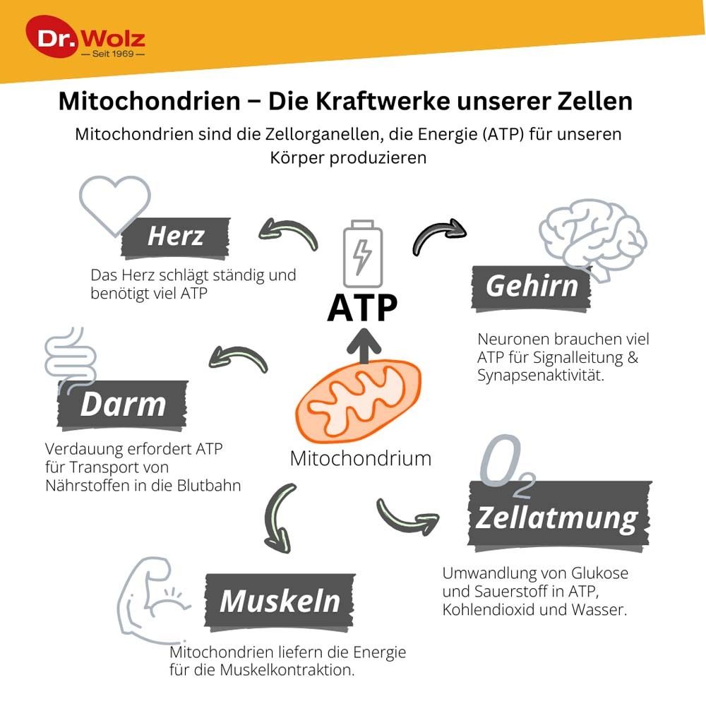 Grafico: Mitocondri. Centrale energetica della cellula. Energia (ATP) per il corpo.