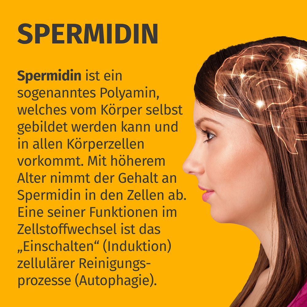 Grafico: cervello con connessioni luminose. Il testo spiega la spermidina come poliammina corporea.