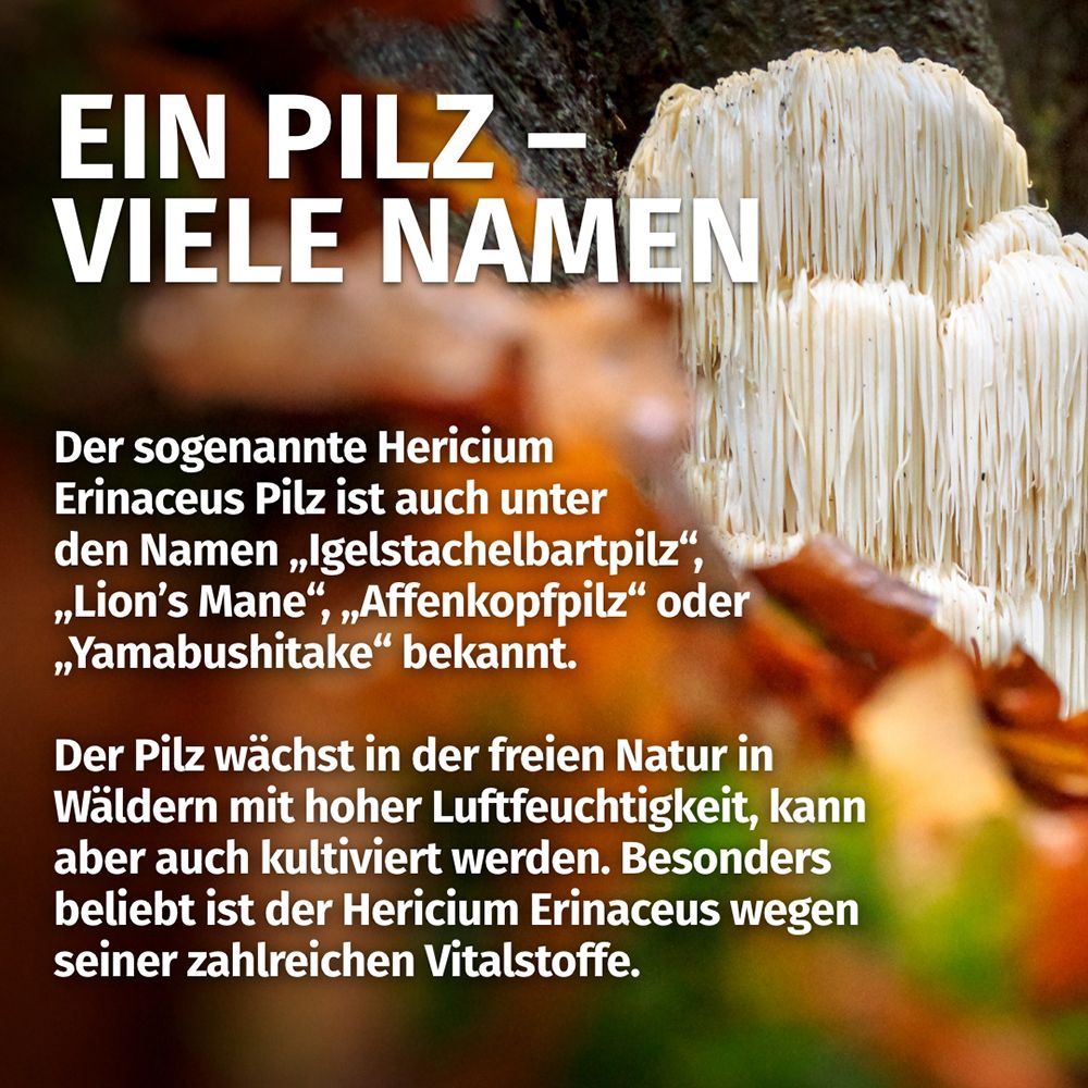Primo piano di un fungo Hericium Erinaceus (Lion's Mane). "Un fungo - Molti nomi".