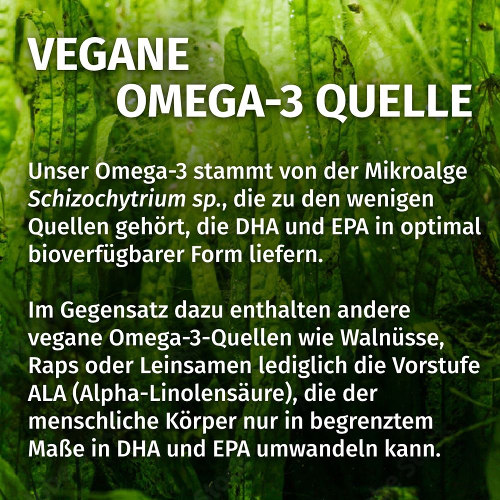 Fonte vegetale di Omega-3: Olio di alghe da Schizochytrium sp. fornisce DHA ed EPA.