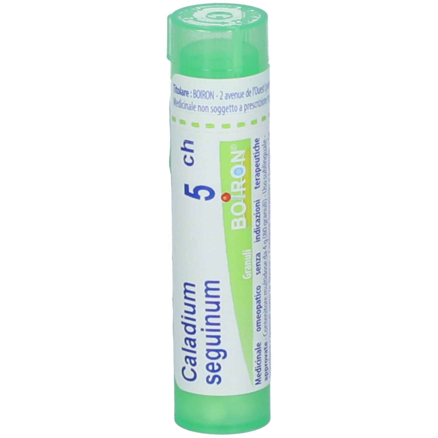 Caladium Seguinum*5Ch 80Gr 4G