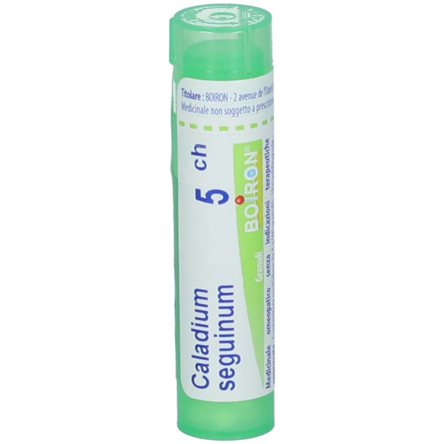 Caladium Seguinum*5Ch 80Gr 4G