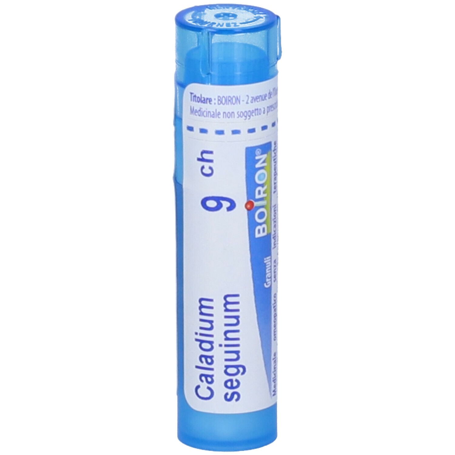 Caladium Seguinum*9Ch 80Gr 4G
