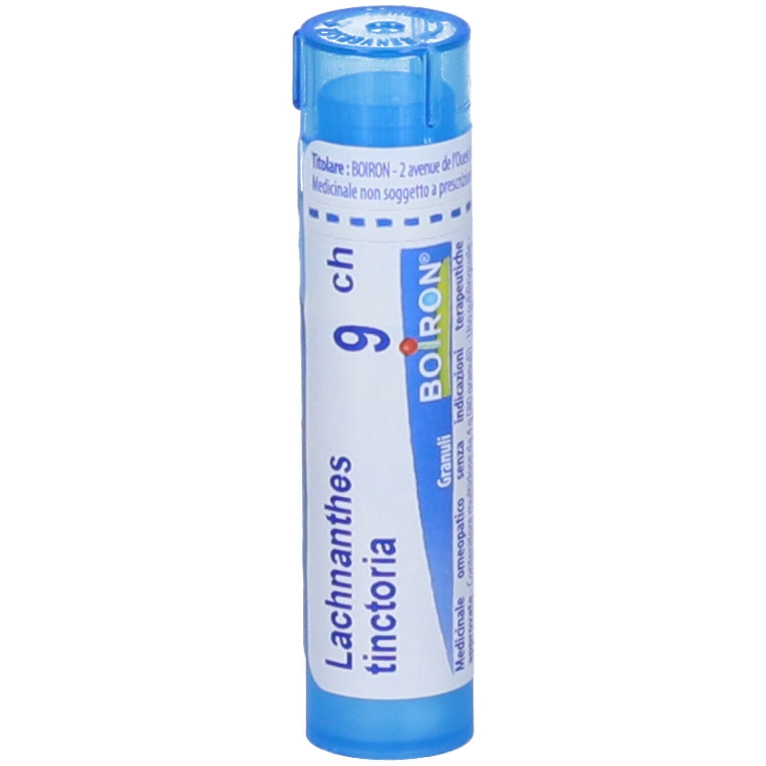 Lachnanthes Tinctoria*9Ch 80Gr