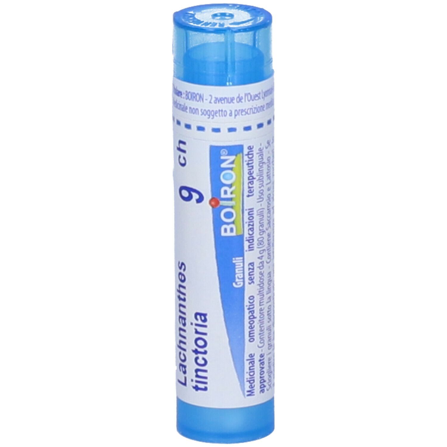Lachnanthes Tinctoria*9Ch 80Gr