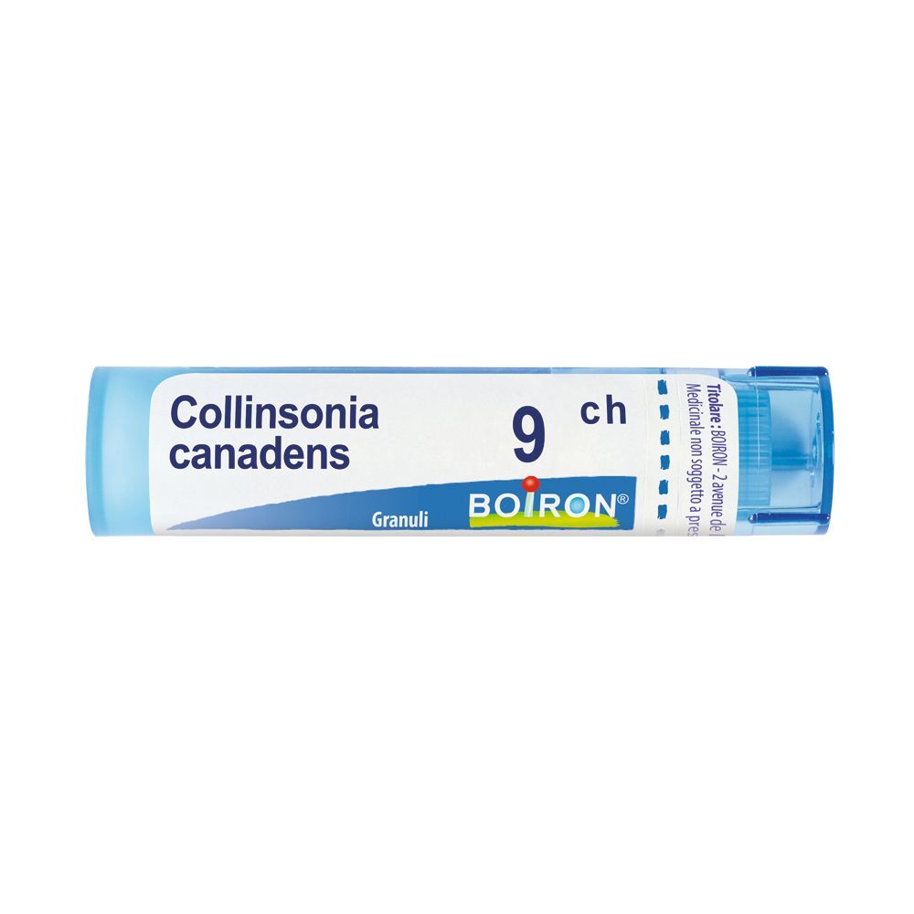 Collinsonia Canadensis*9Ch