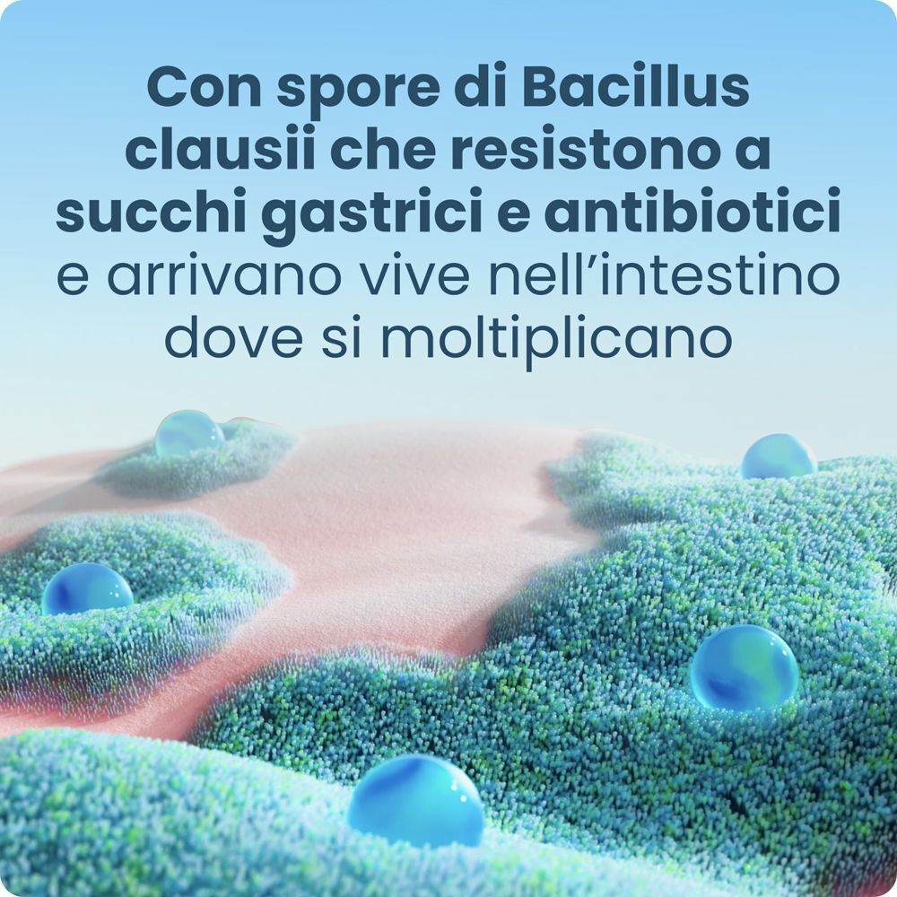 Le spore di Bacillus clausii resistono ai succhi gastrici e antibiotici, arrivano vive nell'intestino.