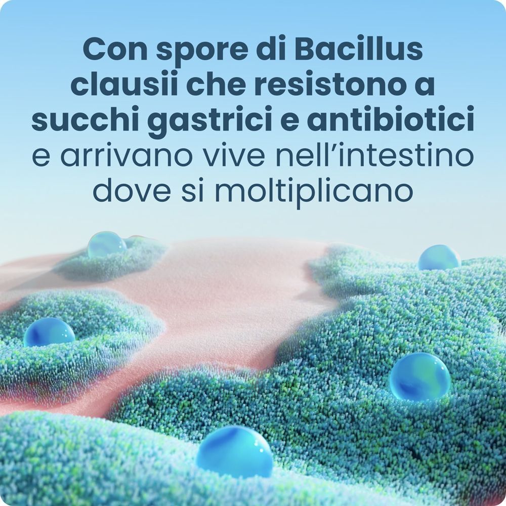 Enterogermina contiene spore di Bacillus clausii che resistono a succhi gastrici e antibiotici, arrivando vive nell'intestino.