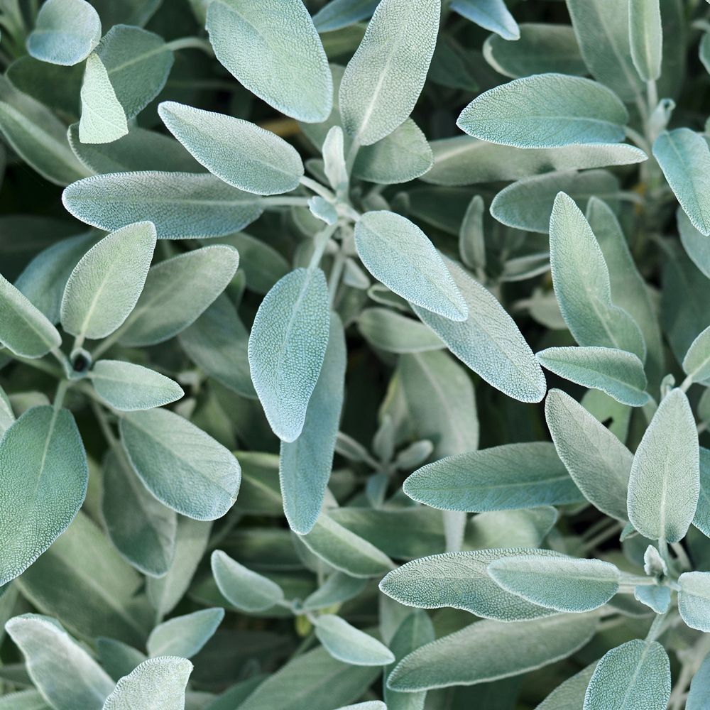 Primo piano di foglie di salvia verdi, un ingrediente chiave del RAUSCH Balsamo Lucentezza Argentea Alla Salvia.