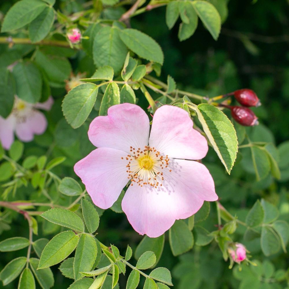 Una rosa selvatica rosa con foglie e bacche.