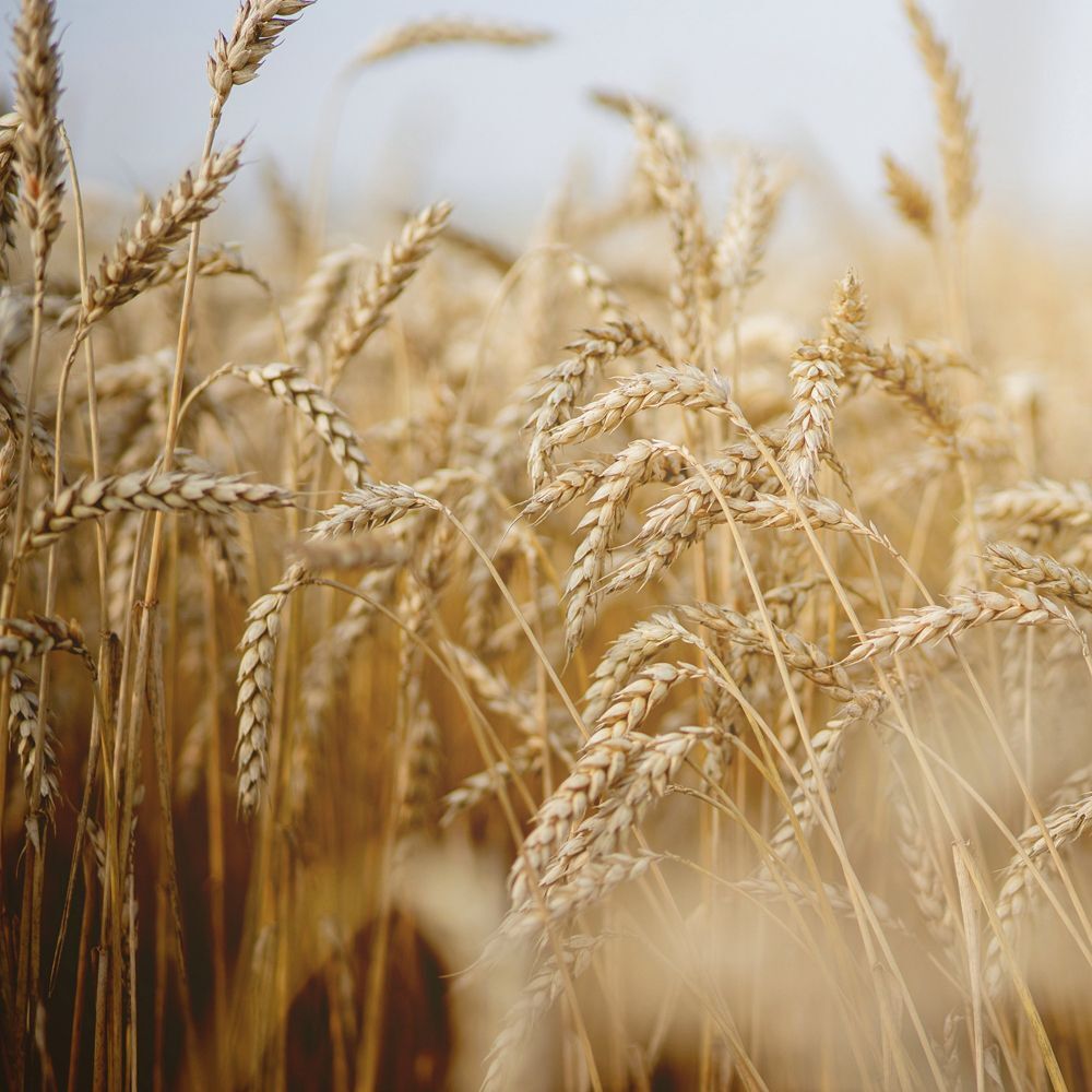 Primo piano di spighe di grano dorate in un campo.