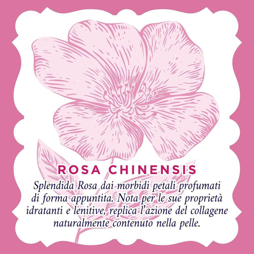 Illustrazione di un fiore di Rosa Chinensis con descrizione.
