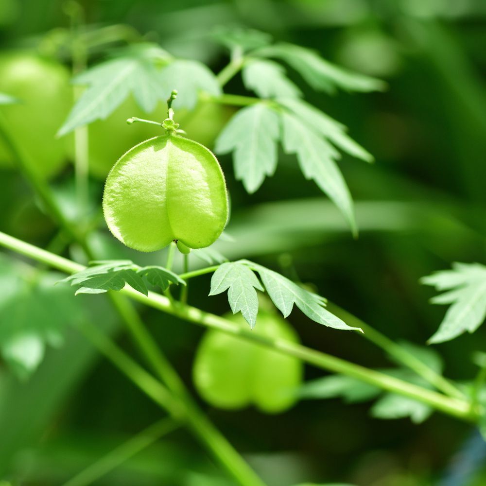 Capsule di frutta verdi e foglie della pianta Cardiospermum in dettaglio.