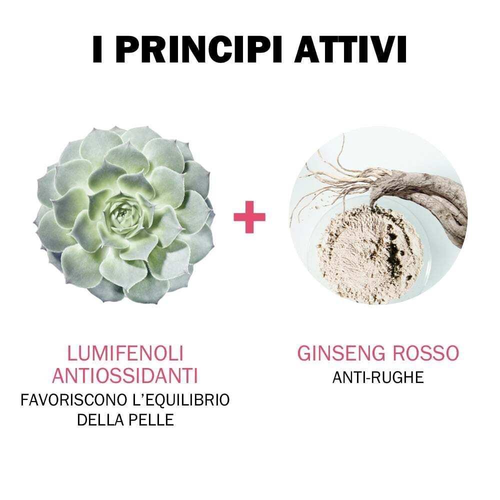 Pianta e radice di ginseng rosso. Testo: Lumifenoli, ginseng rosso, anti-rughe.