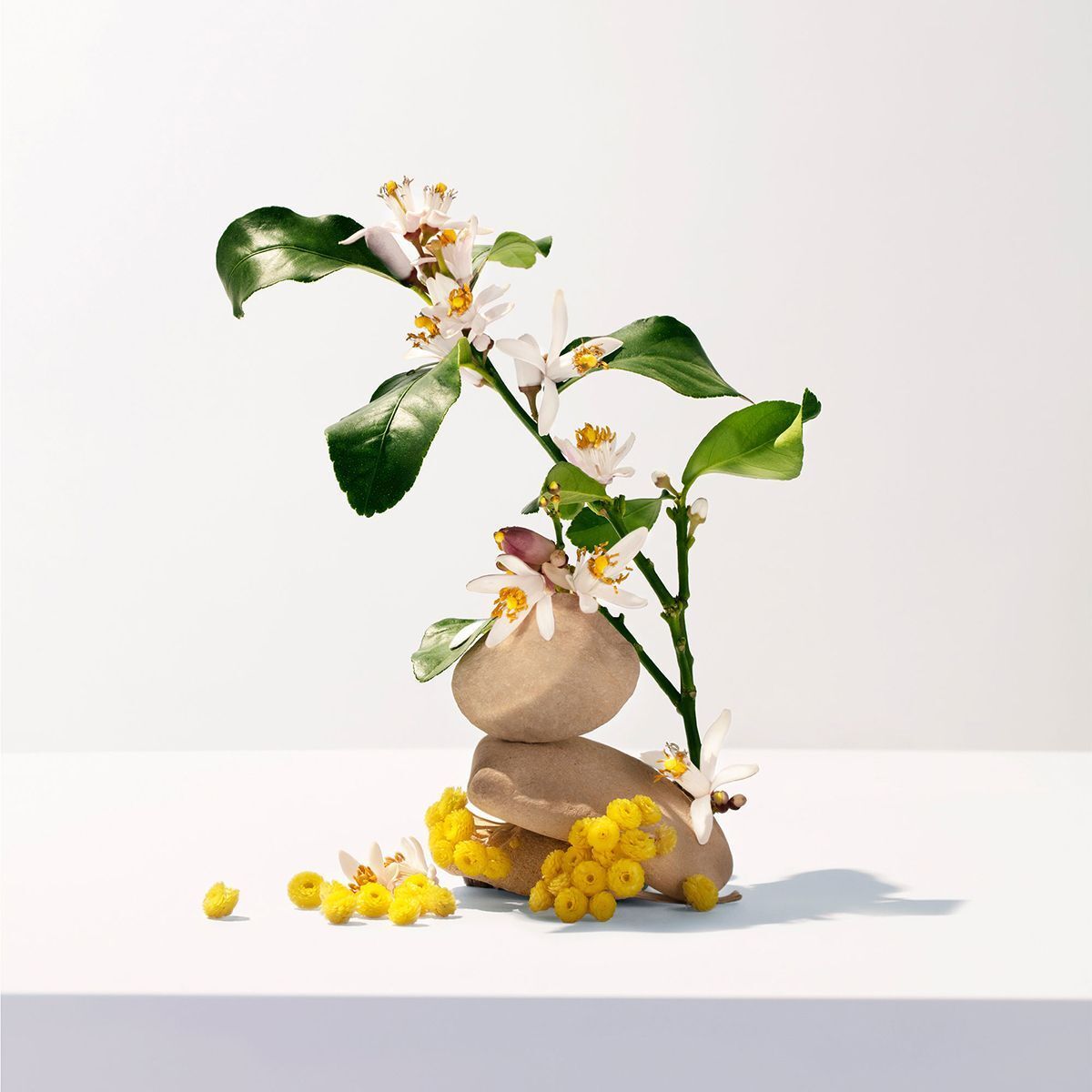 Ramo di fiori di limone con pietre e fiori.