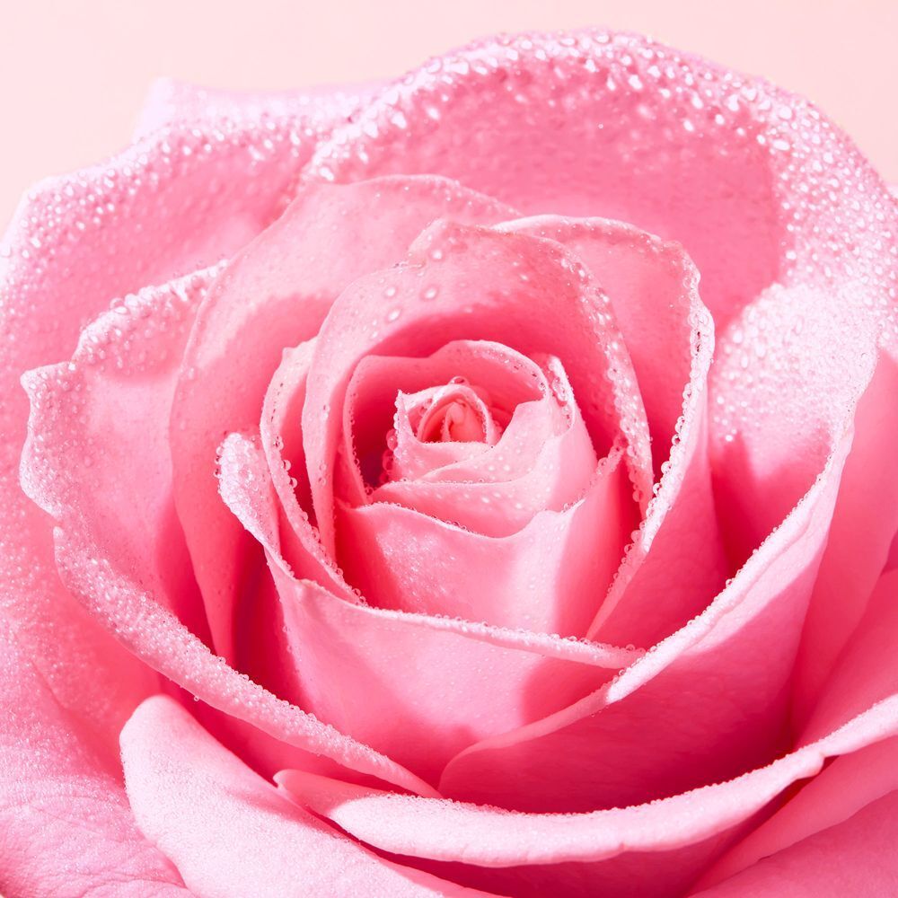 Una delicata rosa rosa con gocce di rugiada sui petali.