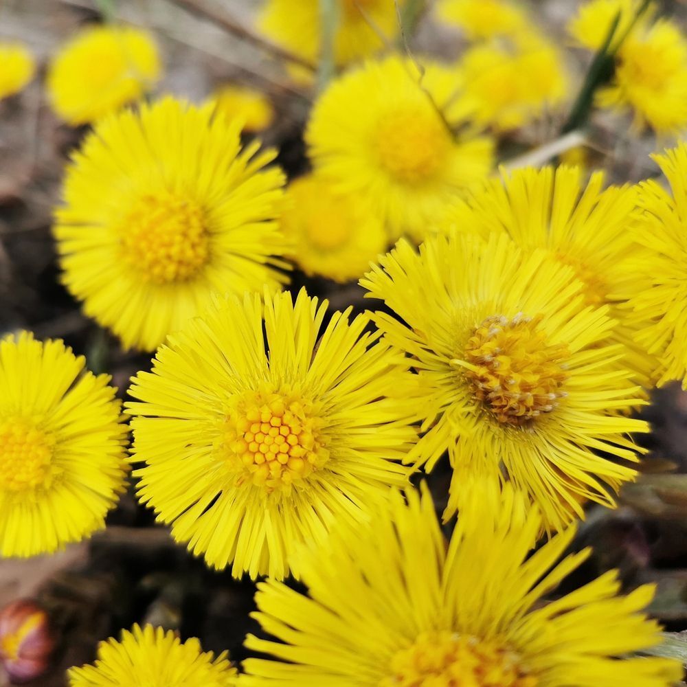 Primo piano di fiori gialli di tussilaggine utilizzati per lo shampoo RAUSCH.