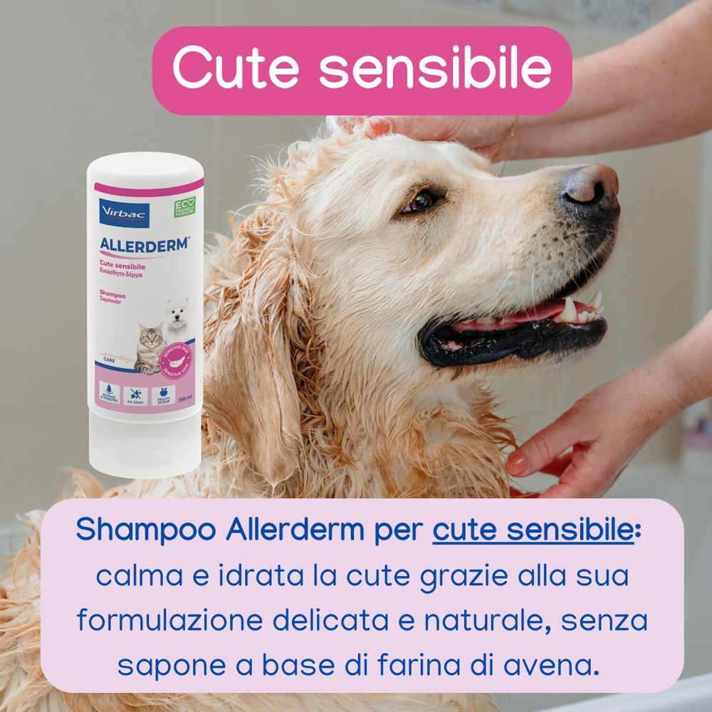 Un Golden Retriever bagnato viene lavato con lo shampoo Virbac Allerderm.