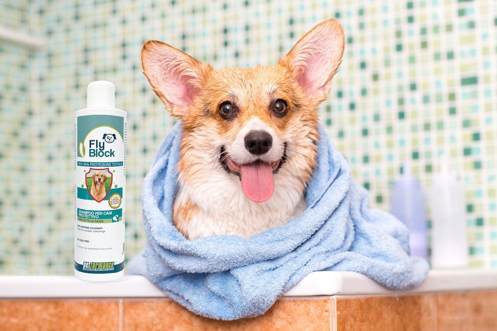 Un Corgi, avvolto in un asciugamano blu, accanto a un flacone di Petformance® FLYBLOCK SHAMPOO LIQUIDO Cani.