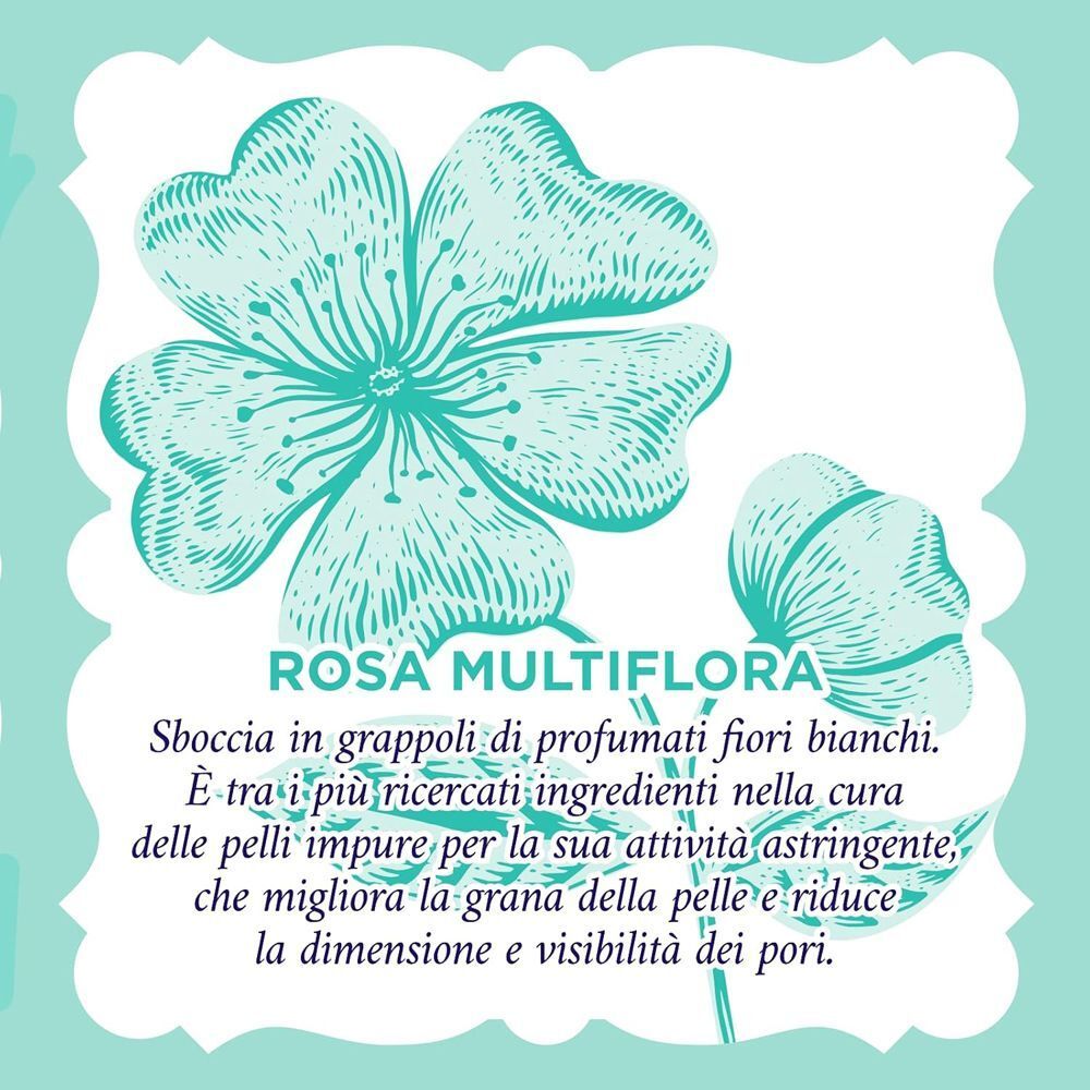 Illustrazione di un fiore di Rosa Multiflora, ingrediente del Gel esfoliante Purificante Acqua alle Rose.
