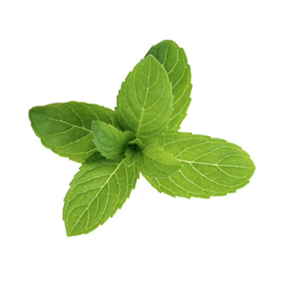 Foglie di menta verdi con venature visibili su sfondo bianco.
