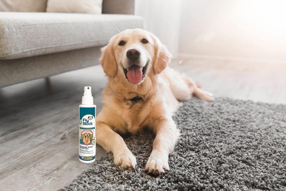 Un Golden Retriever sdraiato accanto a una bottiglia di Petformance Flyblock Spray Cane su un tappeto.
