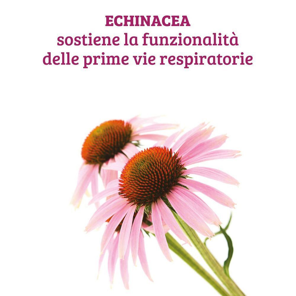 Due fiori di echinacea su sfondo bianco, con testo sul supporto delle vie respiratorie.
