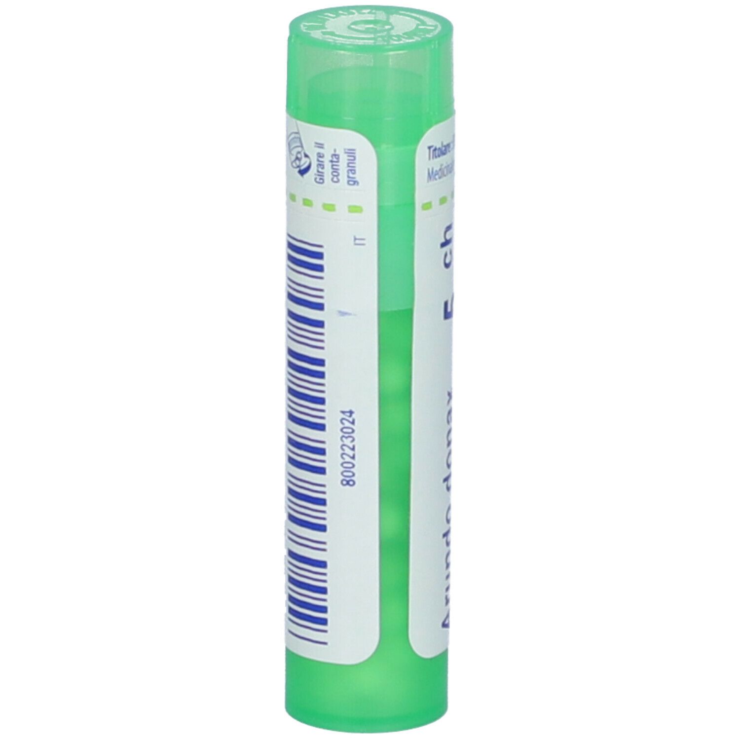 Arundo Donax 5Ch Gr
