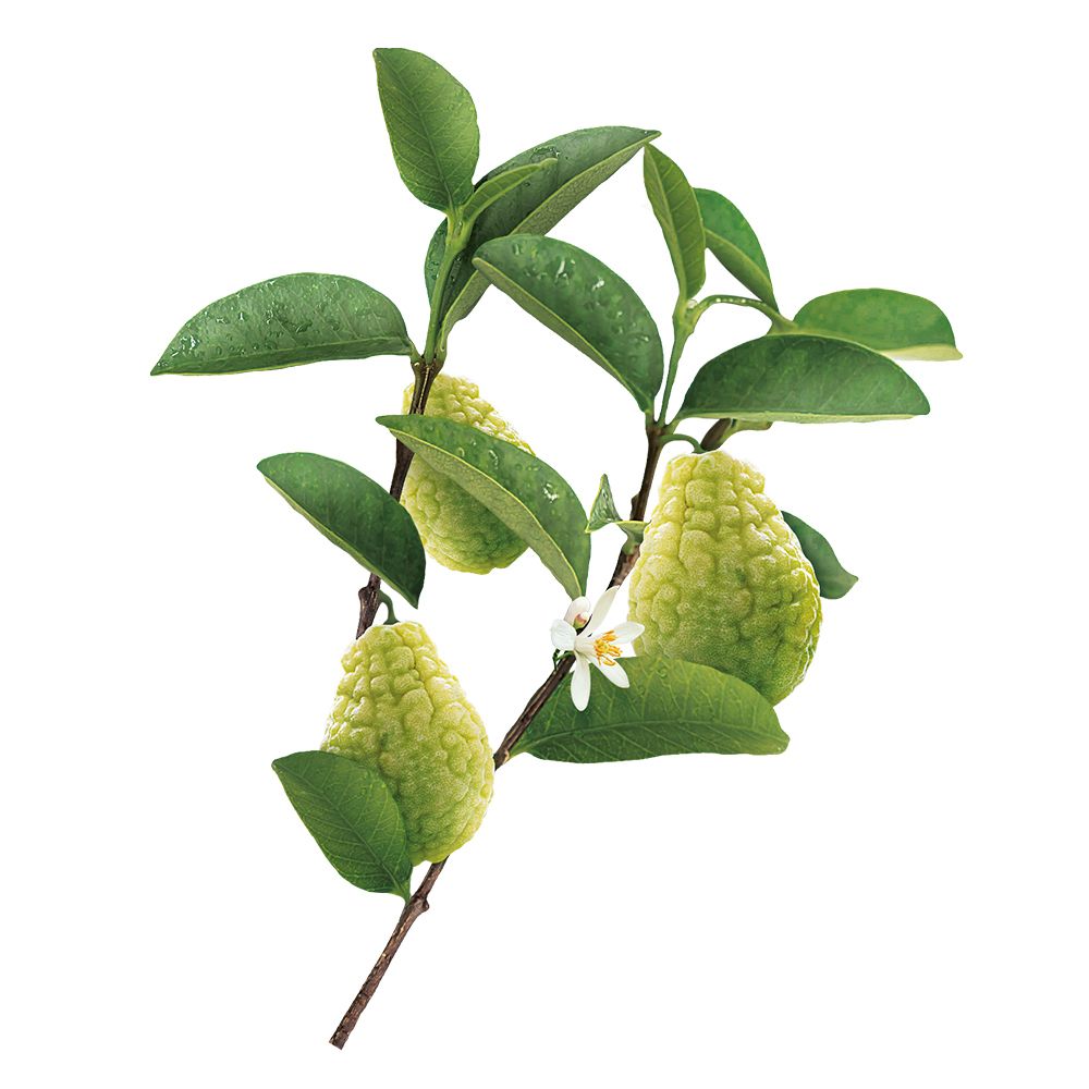 Ramo con foglie verdi e tre frutti verdi striati. Fiore bianco.