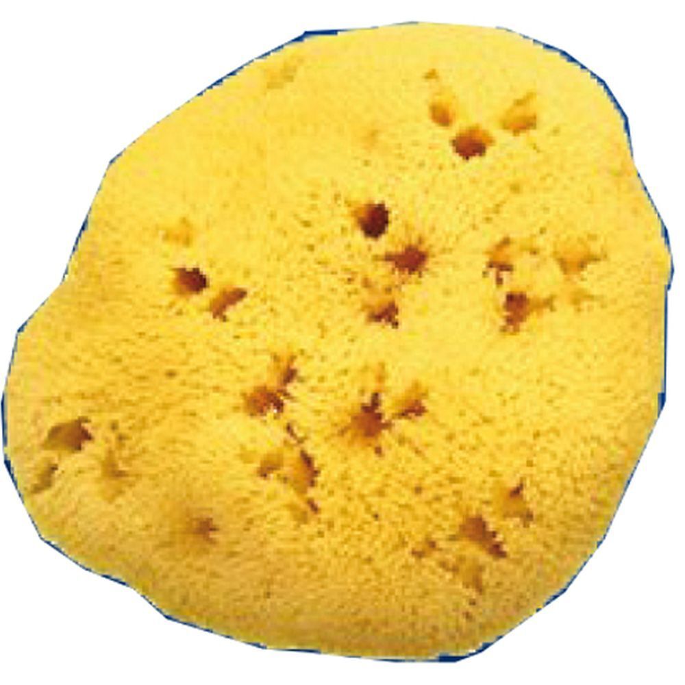 Spugna Naturale Fori L 11/12Cm 8