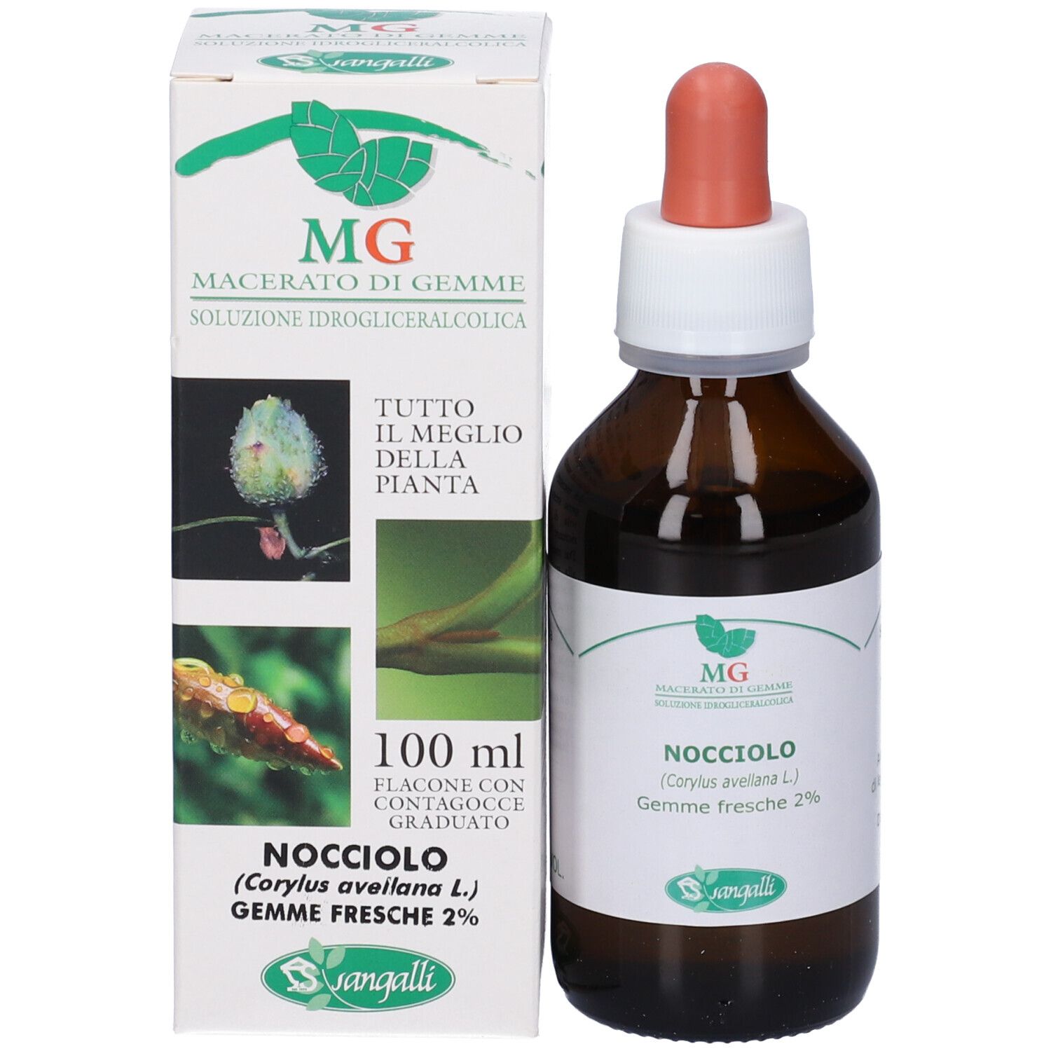 MG Nocciolo (Corylus avellana) gemme