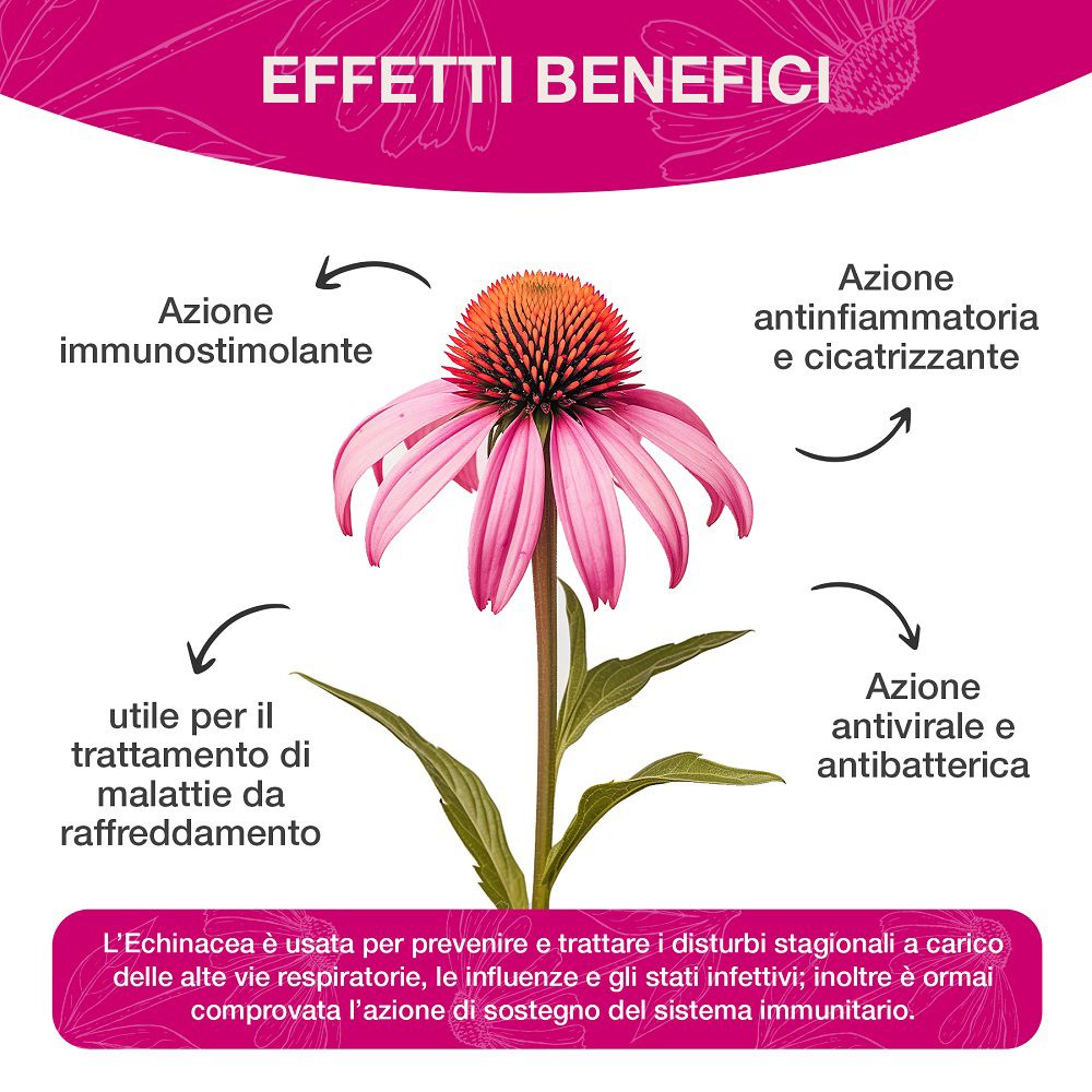 Fiore di echinacea con frecce che indicano effetti immunostimolanti e antinfiammatori.