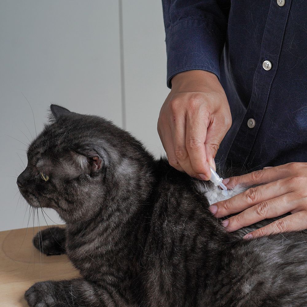 Persona applica Allerderm Spot-on su un gatto. Il gatto è su un tavolo. Mani e gatto visibili.
