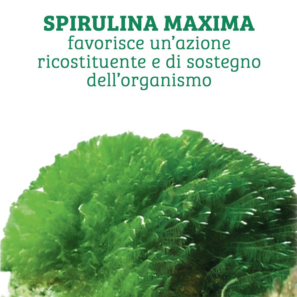 Primo piano di alga spirulina verde, che mostra la forma naturale del contenuto.