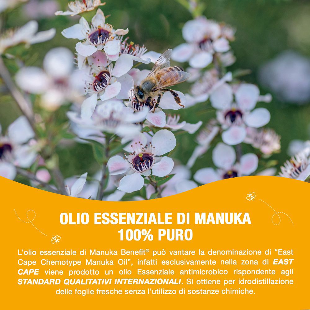 Primo piano di un fiore di Manuka con ape, che simboleggia l'olio.