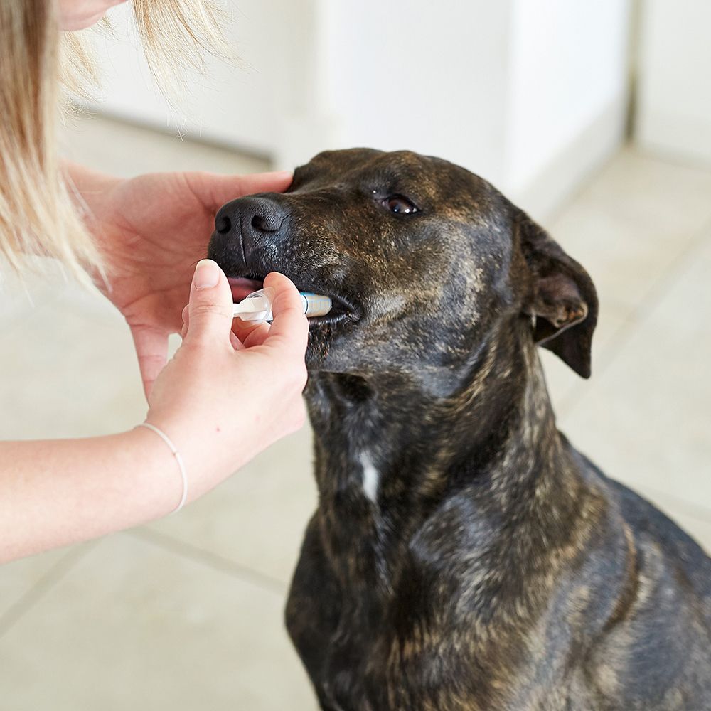 Una persona dà qualcosa a un cane in bocca con una siringa. Il cane è marrone e nero maculato.