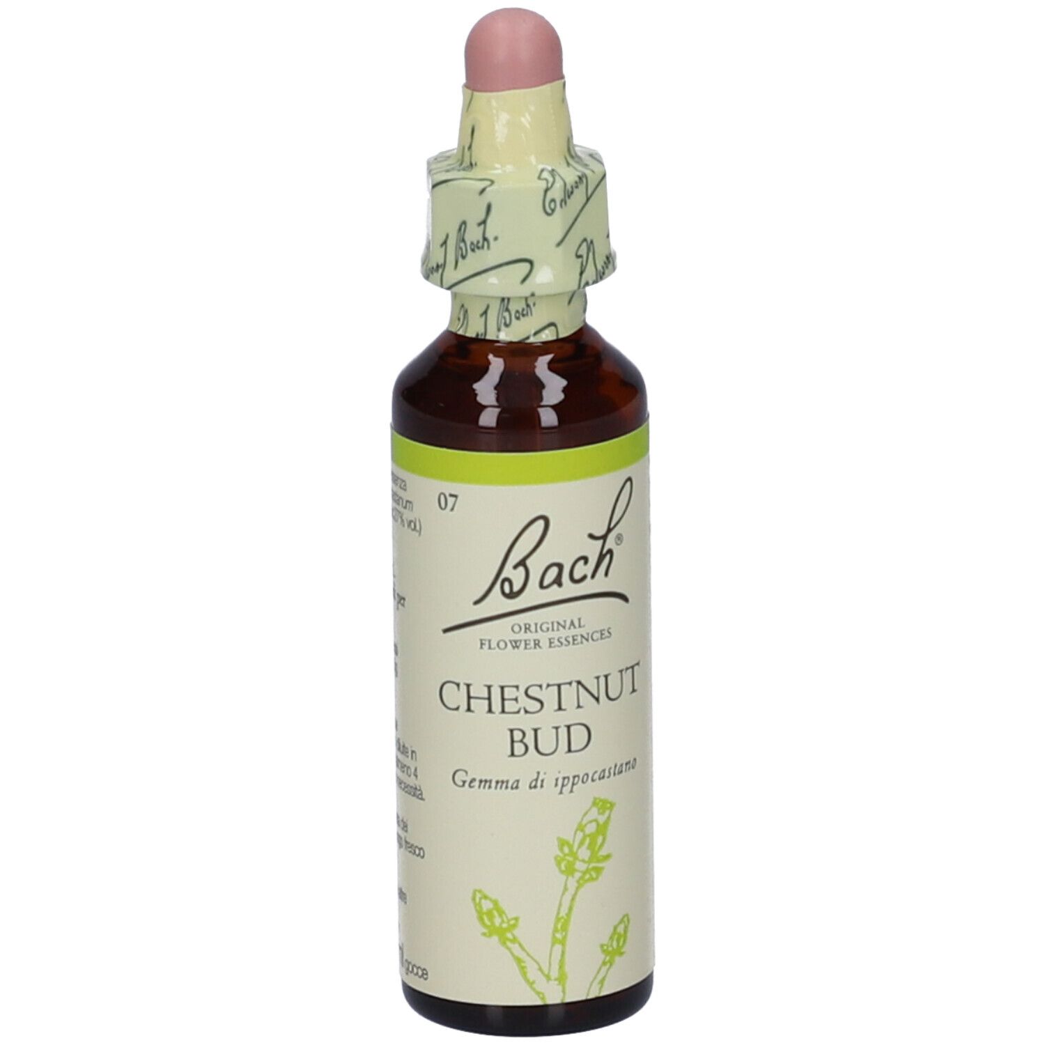 Chestnut Bud Bach Orig