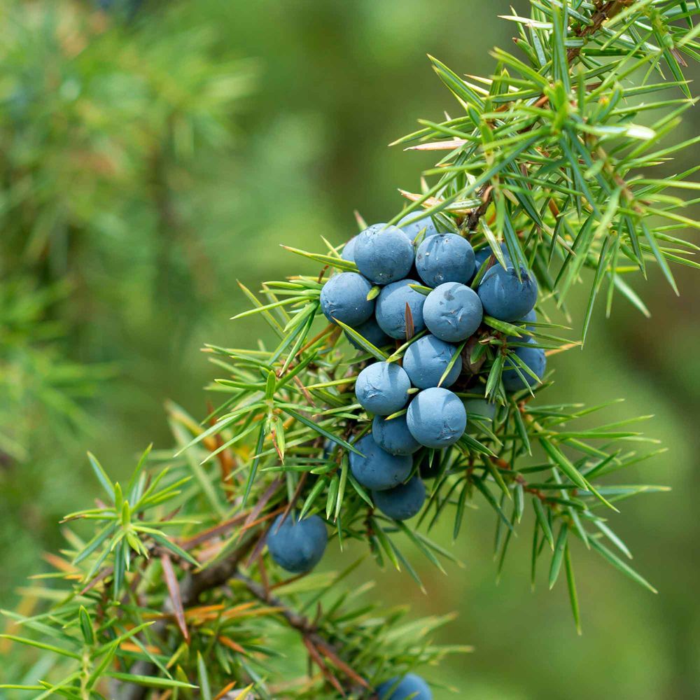 Primo piano di bacche di ginepro su un ramo con aghi verdi.