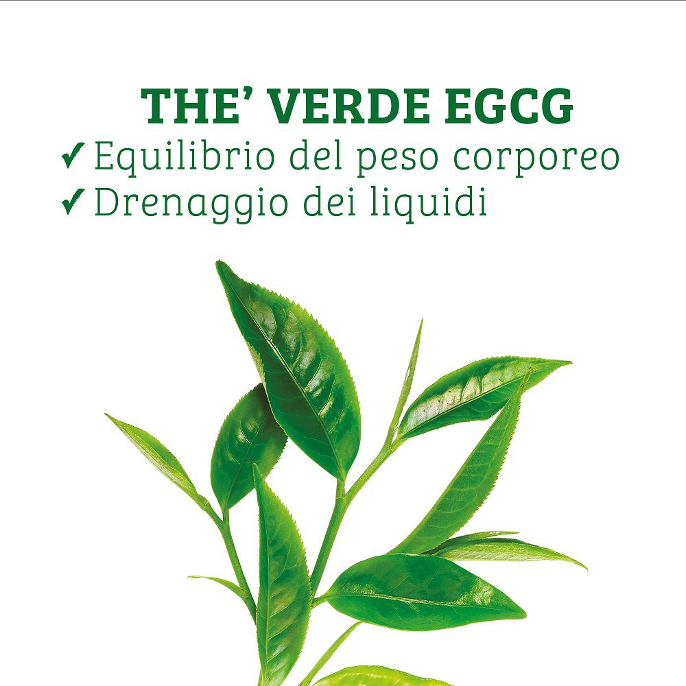 Tè verde EGCG per peso corporeo e drenaggio liquidi, con foglie di tè verdi.