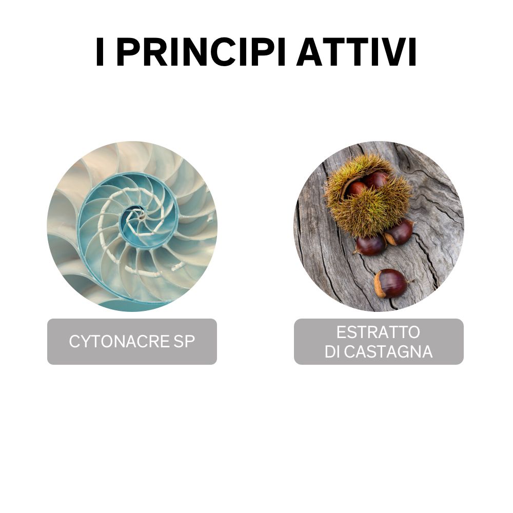 Due immagini rotonde: conchiglia a sinistra, castagne a destra. Sotto, rettangoli grigi con testo: CYTONACRE SP, ESTRATTO DI CASTAGNA. Titolo: I PRINCIPI ATTIVI.