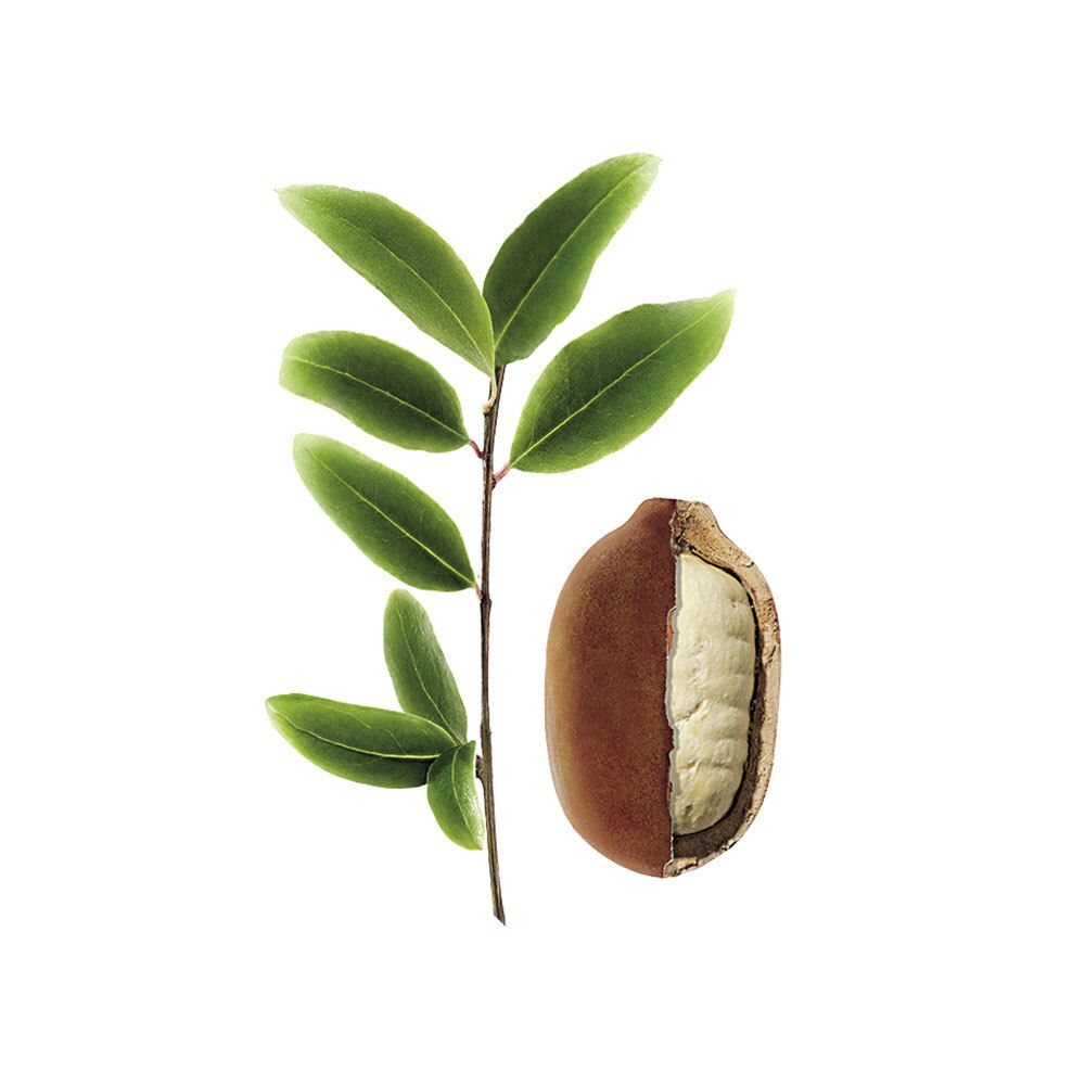 Ramo con foglie verdi e frutto di Cupuaçu tagliato. Frutto marrone, interno bianco. Sfondo bianco.