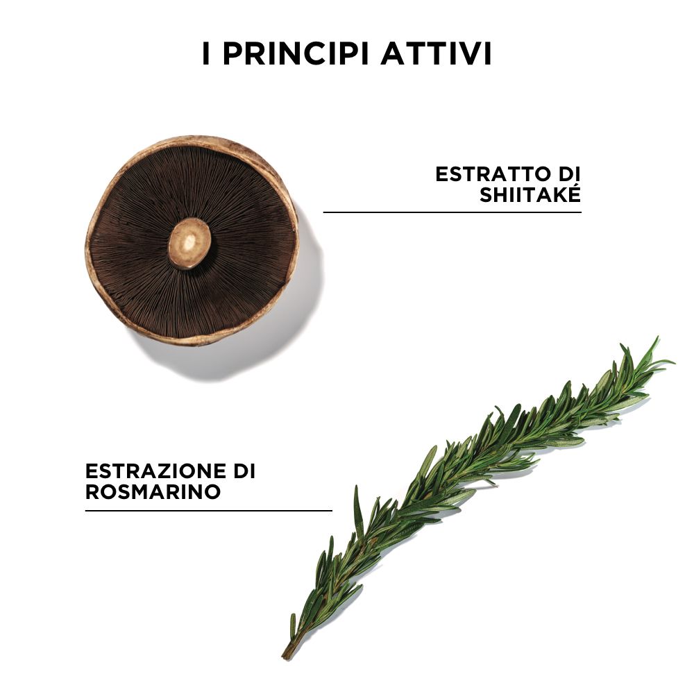 Immagine di fungo Shiitake e rametto di rosmarino con testo: Estratto di Shiitake, Estrazione di Rosmarino.