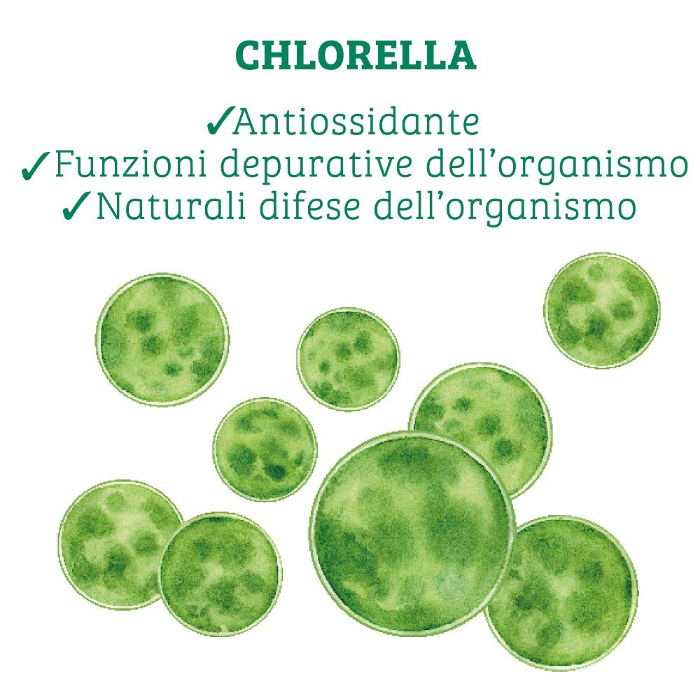 Rappresentazione della chlorella con proprietà antiossidanti e depurative.