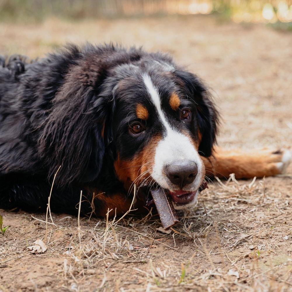 Cane sdraiato che mastica uno snack. Lo snack è marrone.
